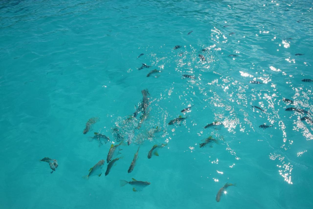Le Chant De Merle Self -Catering Studios And Apartments Mahe Island Екстер'єр фото